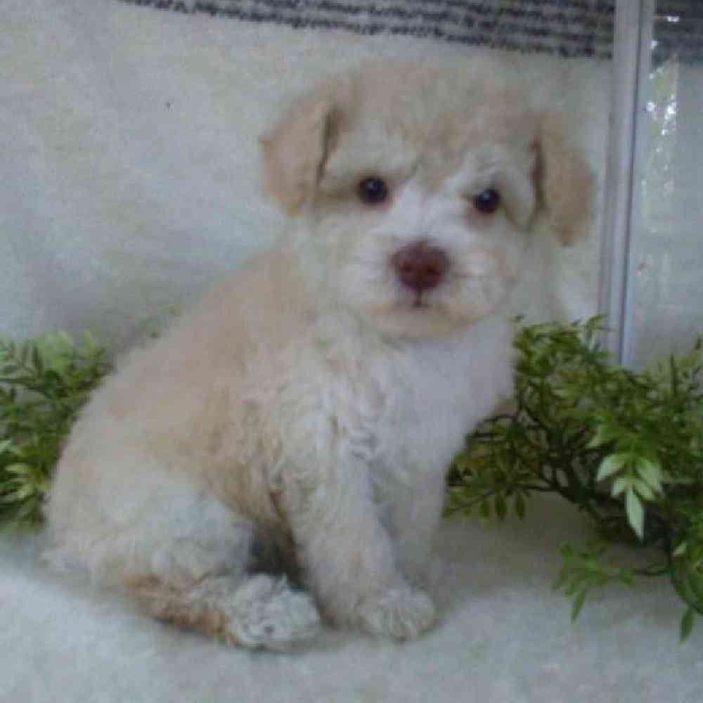 Male Poodle Toy Puppy for Sale in Virginia Beach, VA
