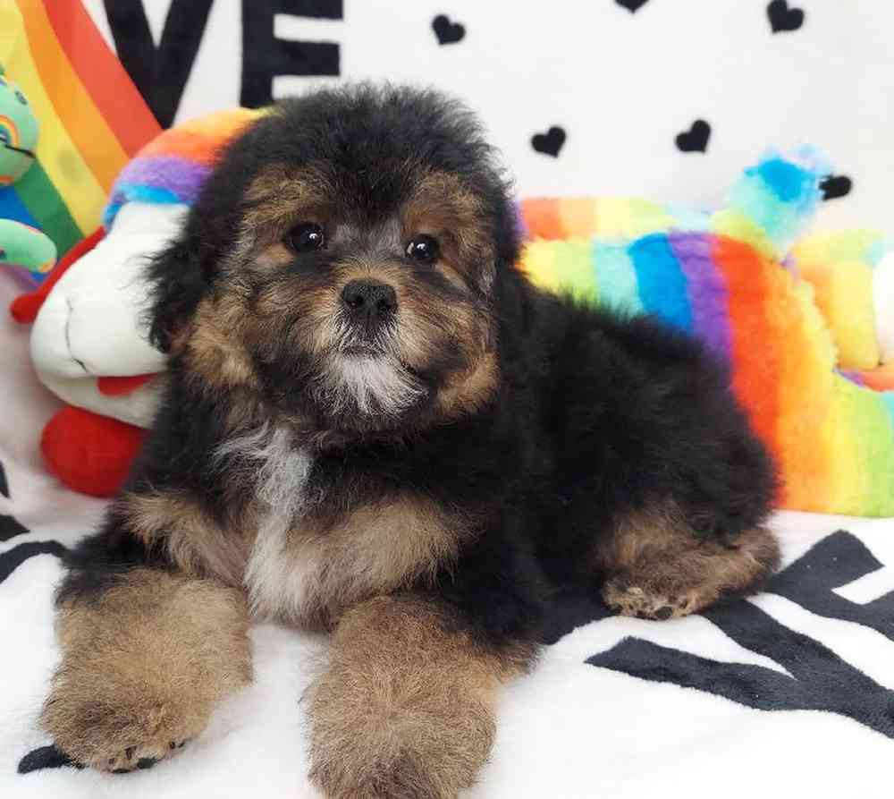 Female Morkiepoo Puppy for sale