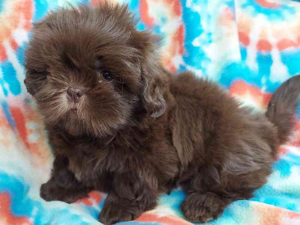 Male Shih Tzu Puppy for sale