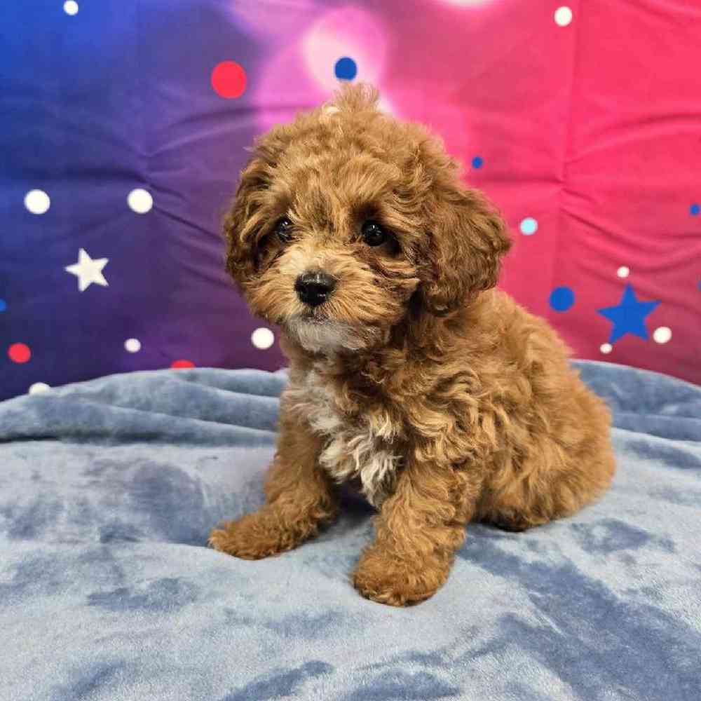 Female Cavapoo Puppy for Sale in Virginia Beach, VA