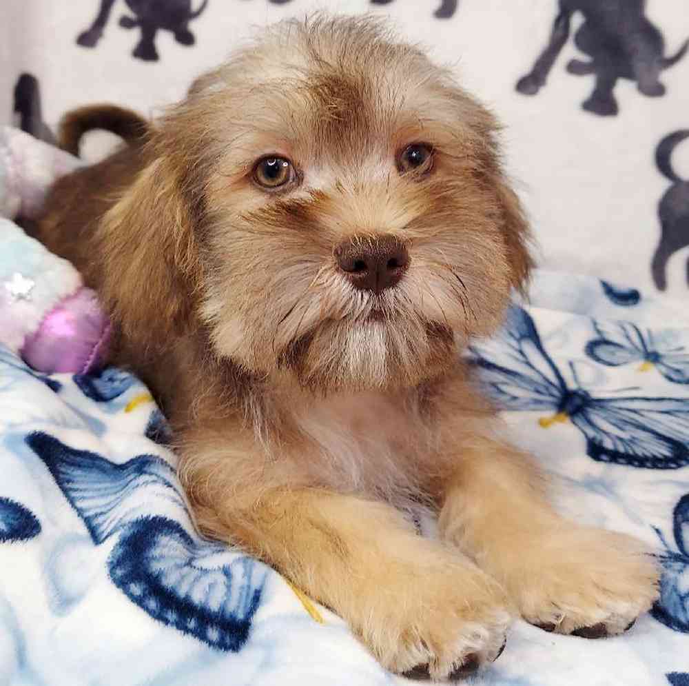 Male Shih Tzu/ Mini Schnauzer Puppy for sale