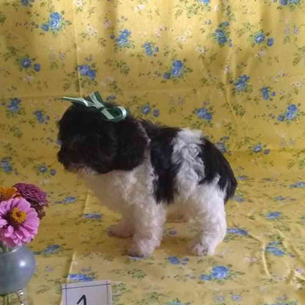 Male Havapoo Puppy for sale