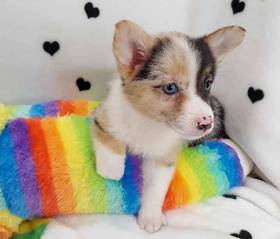 Mini Auggie