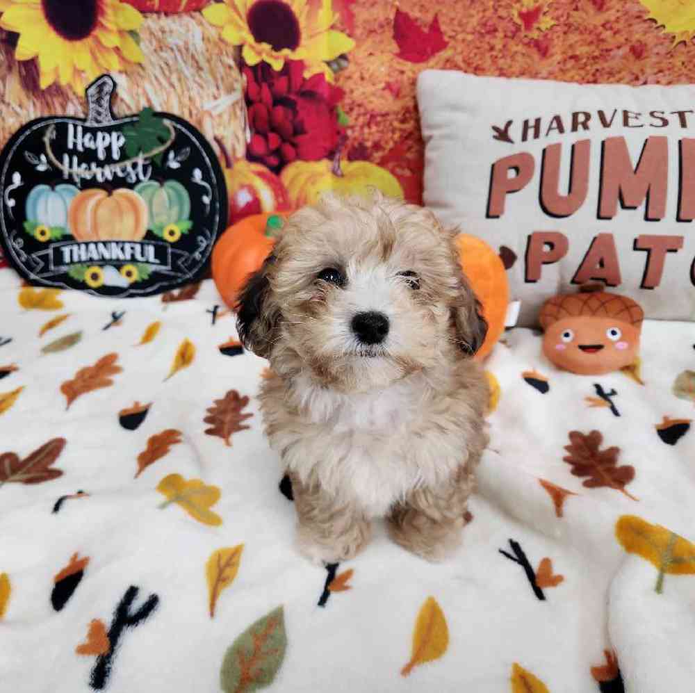 Male Bichonpoo Puppy for Sale in Virginia Beach, VA