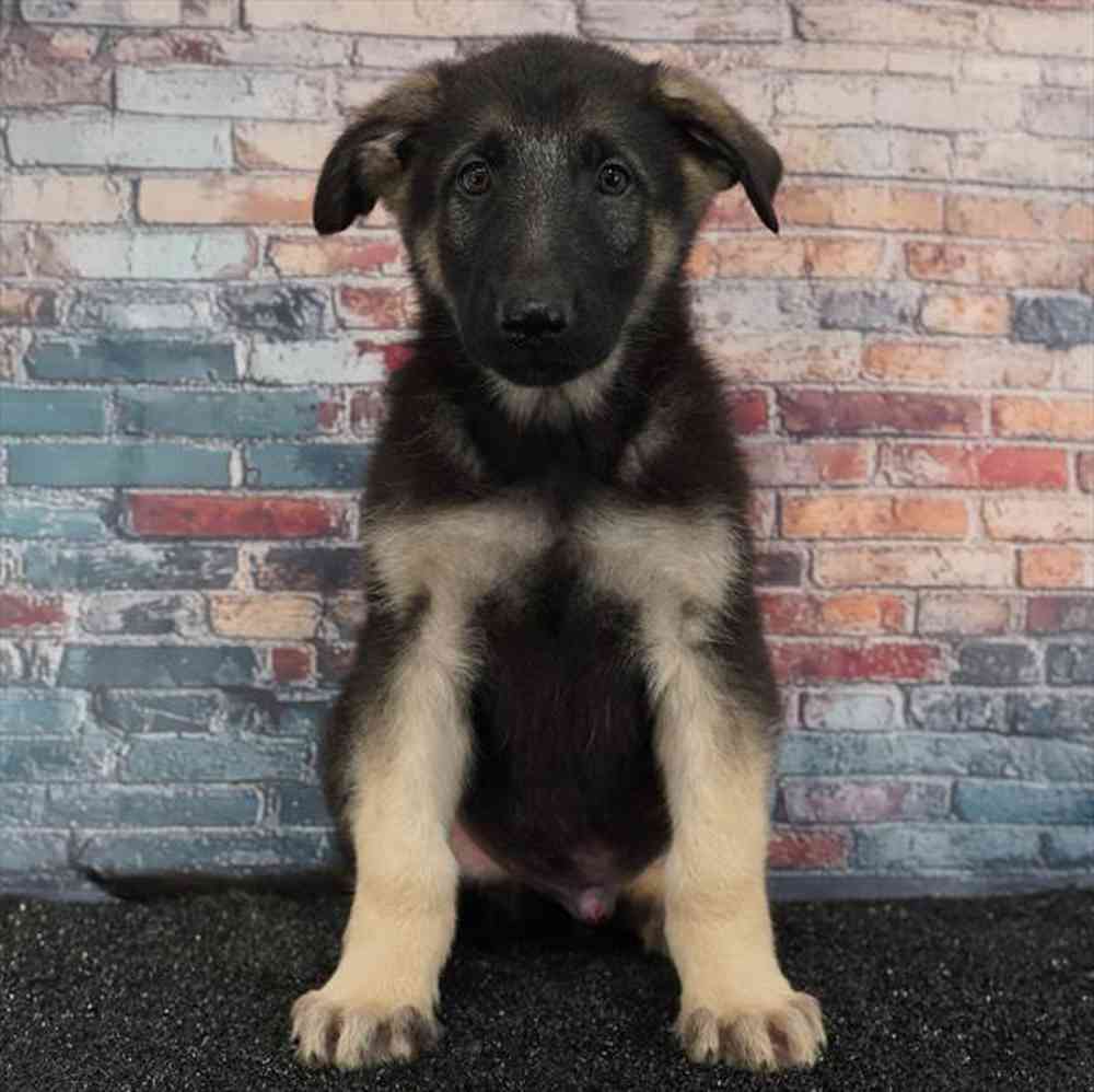 Image of a pet breed in the gallery