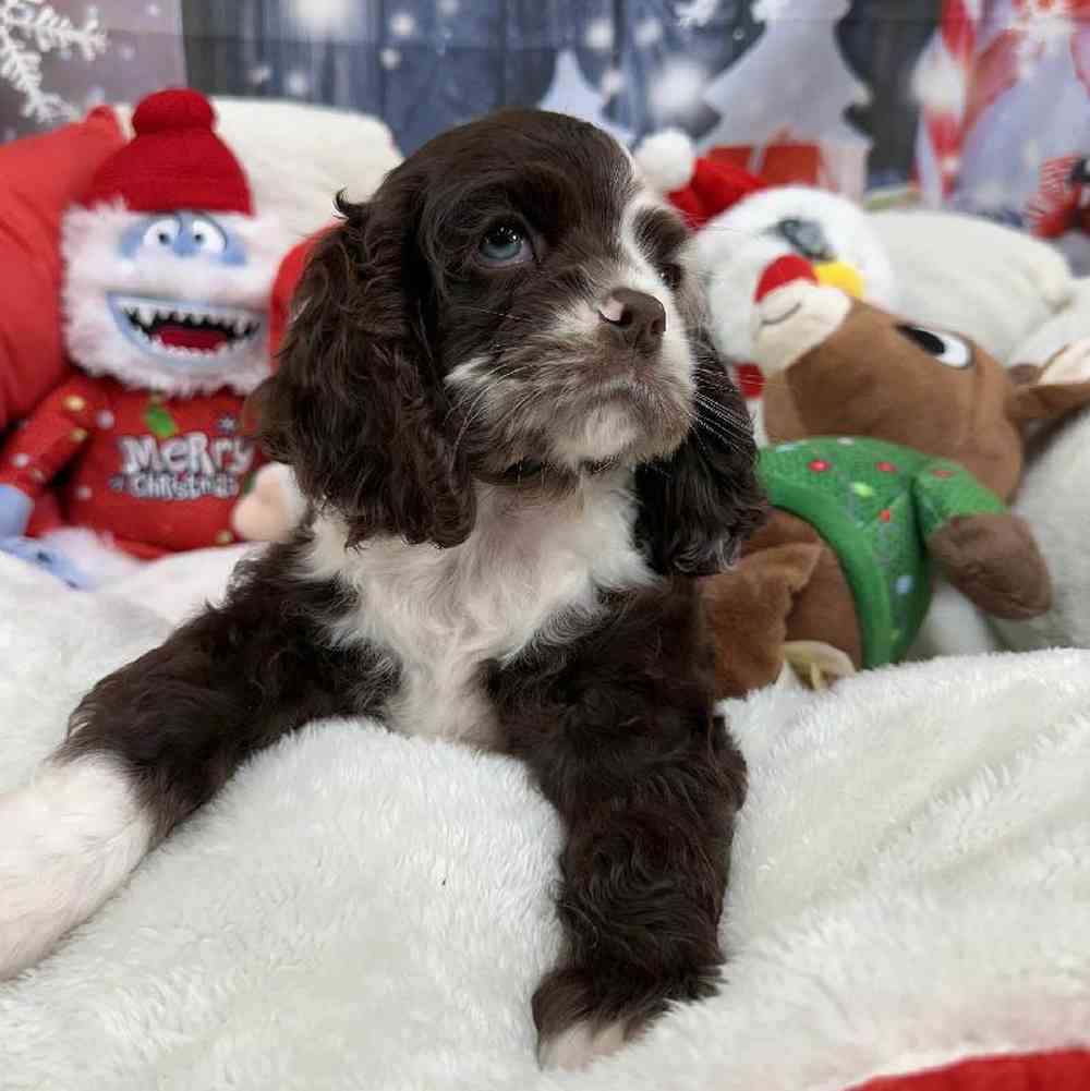 Female Cocker Spaniel Puppy for Sale in Virginia Beach, VA