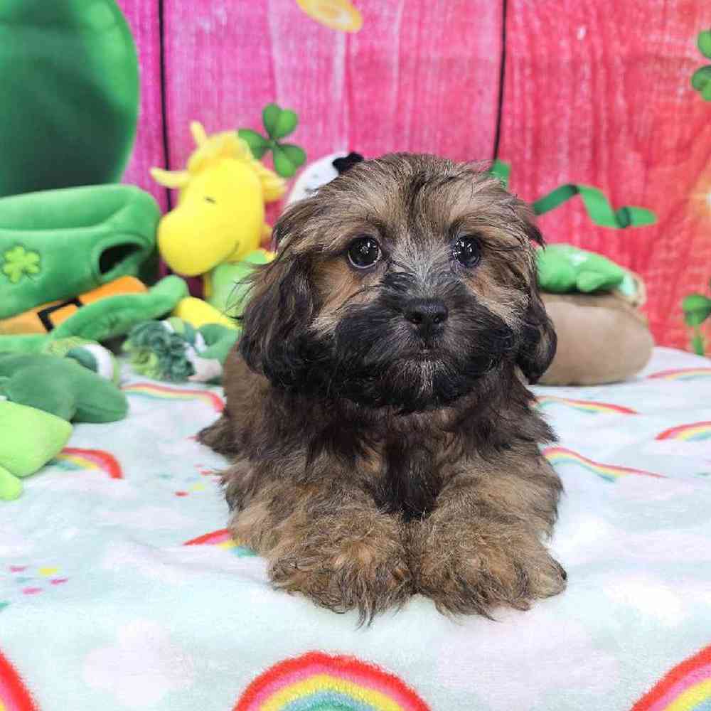 Female Shipoo Puppy for Sale in Virginia Beach, VA