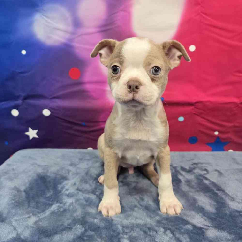 Male Boston Terrier Puppy for Sale in Virginia Beach, VA