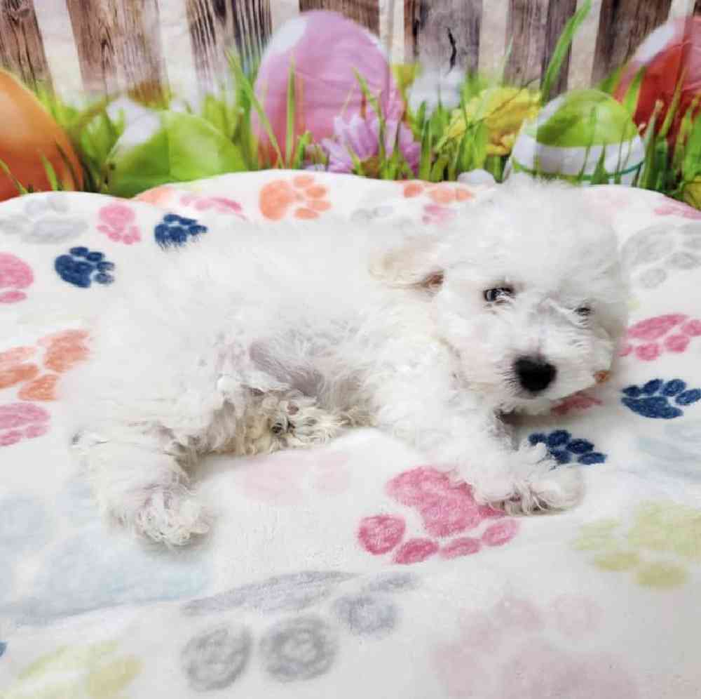 Male Bichonpoo Puppy for Sale in Virginia Beach, VA