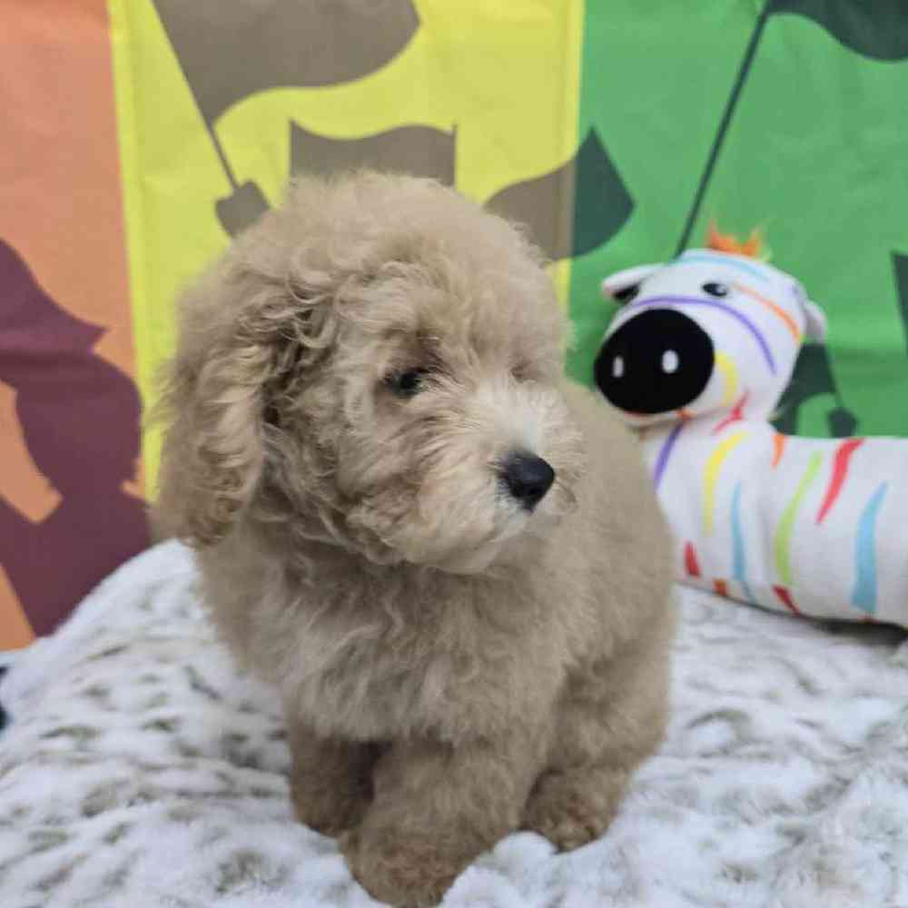 Male Mini Poodle Puppy for Sale in Virginia Beach, VA