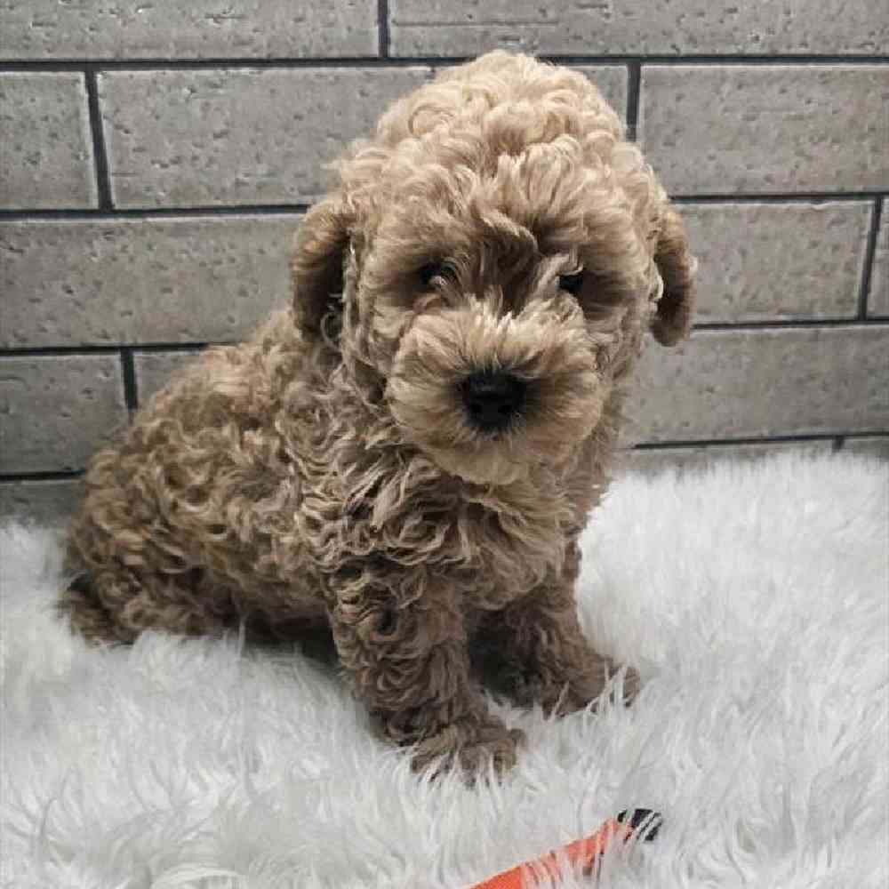 Male Mini Poodle Puppy for Sale in Virginia Beach, VA