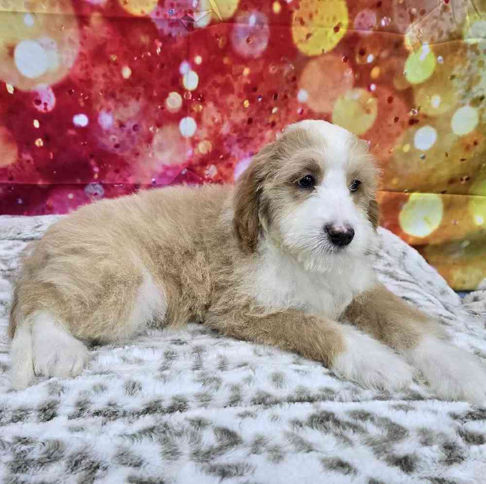 Male Mini Woodle Puppy for Sale in Virginia Beach, VA