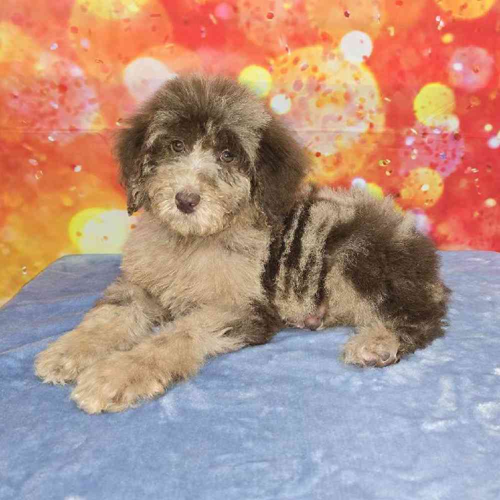 Female Standard Poodle Puppy for Sale in Virginia Beach, VA