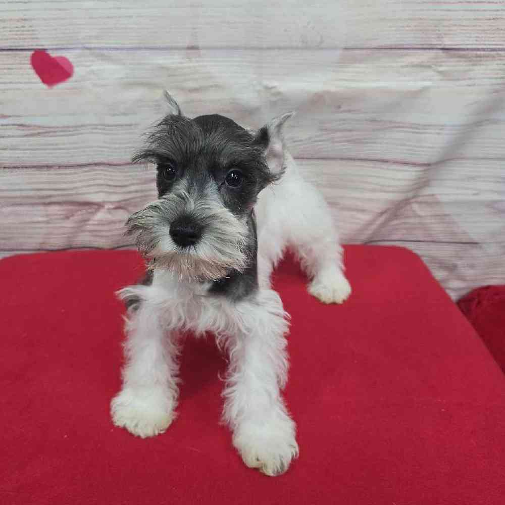 Male Mini Schnauzer Puppy for Sale in Virginia Beach, VA