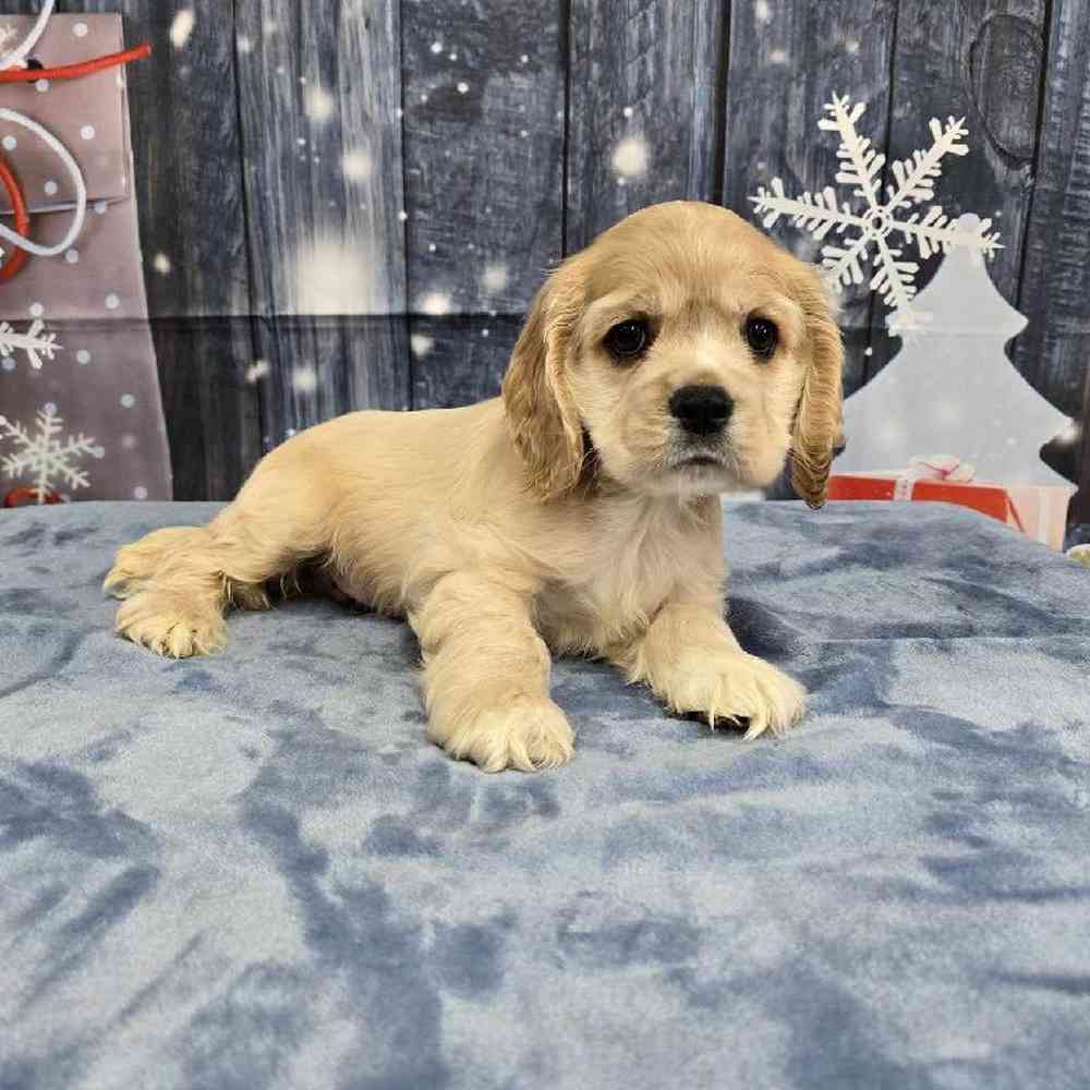Male Cocker Spaniel Puppy for Sale in Virginia Beach, VA