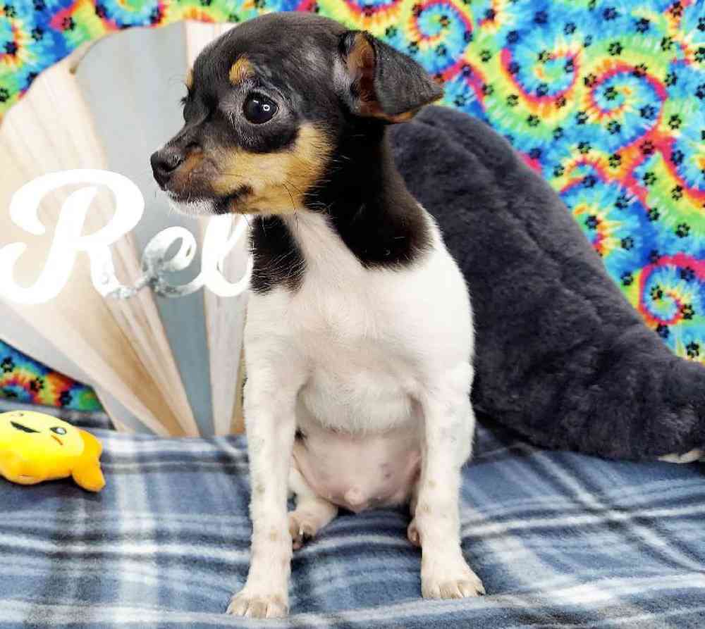 Male Rat Terrier Puppy for sale