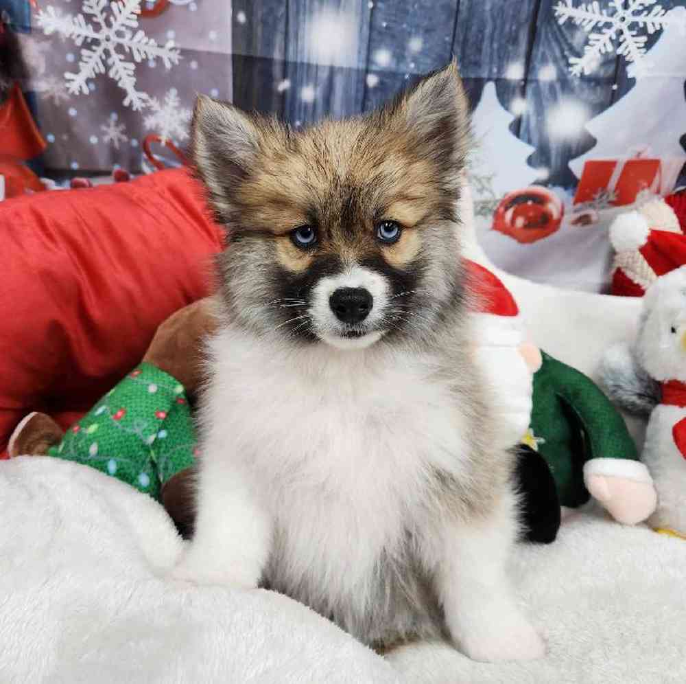 Pomeranian husky for best sale sale