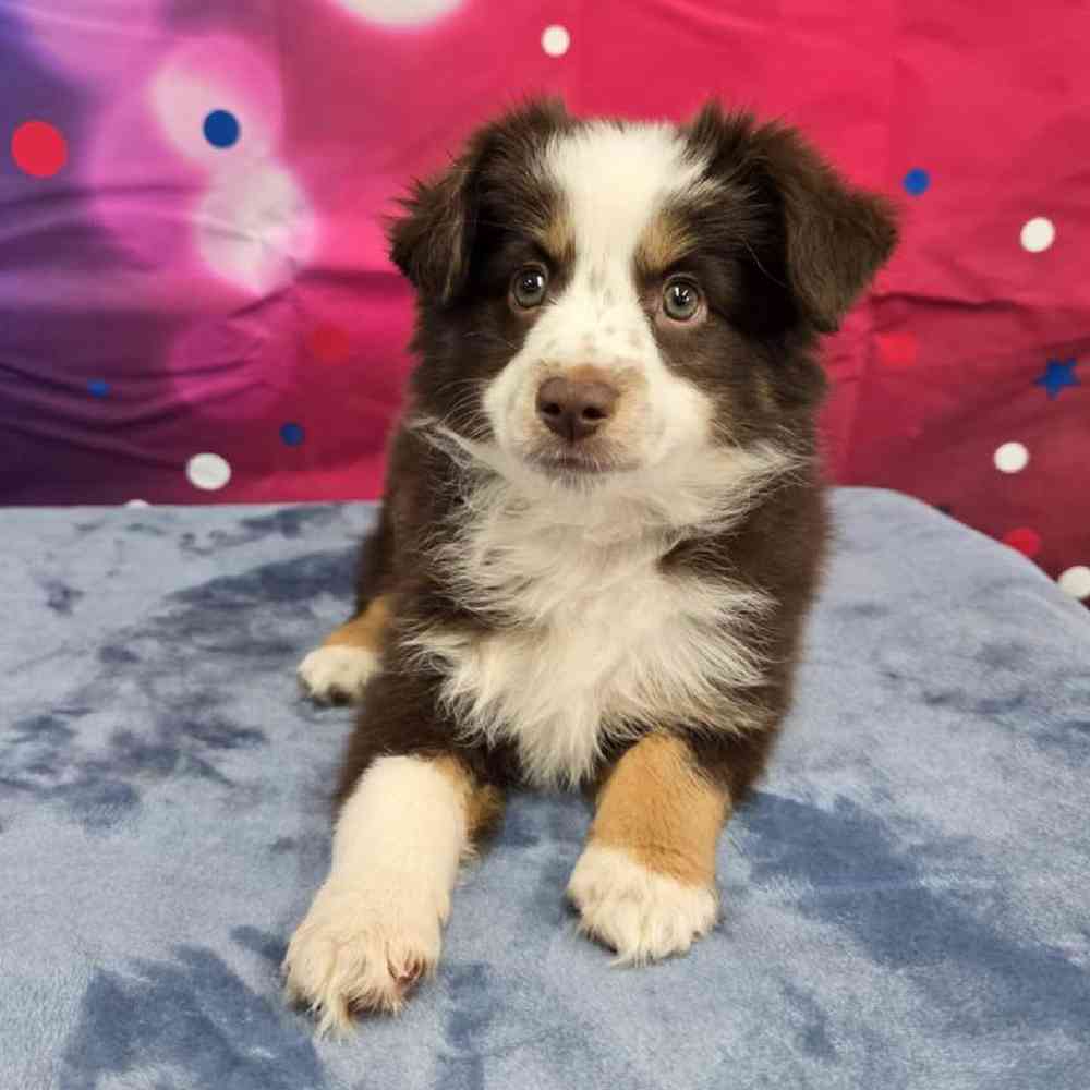 Female Mini Aussie Puppy for Sale in Virginia Beach, VA