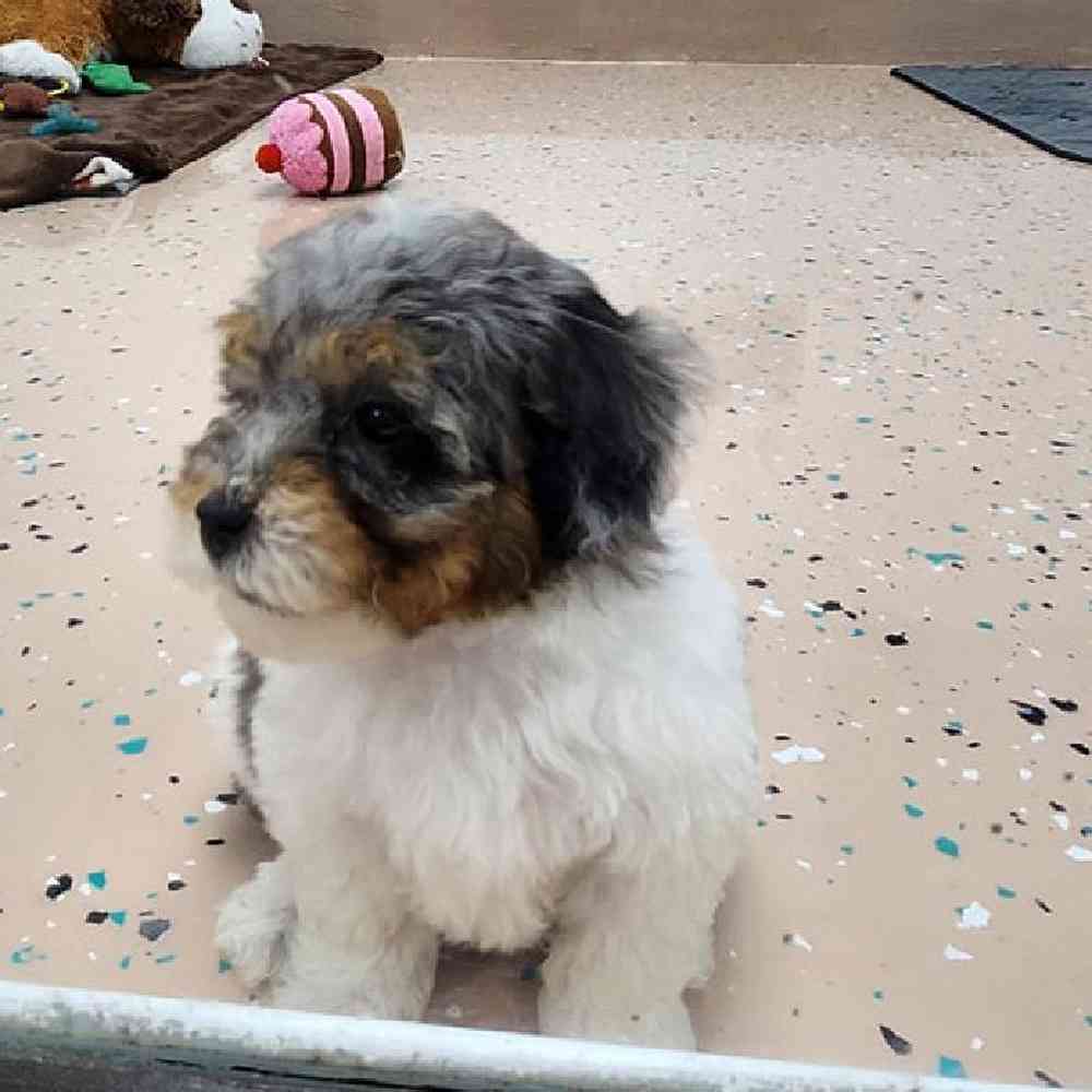 Male Teddy Bear Puppy for Sale in Virginia Beach, VA