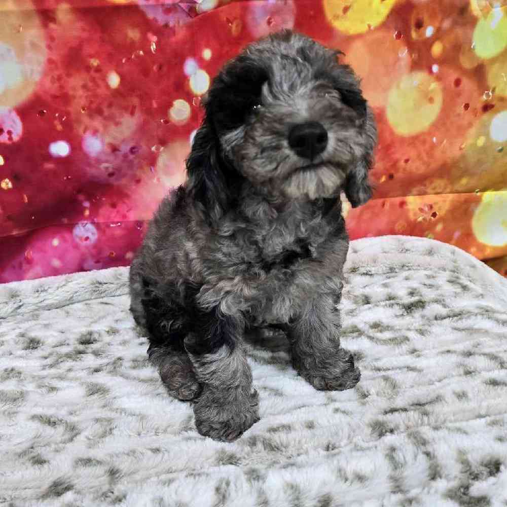 Female Mini Goldendoodle Puppy for Sale in Virginia Beach, VA