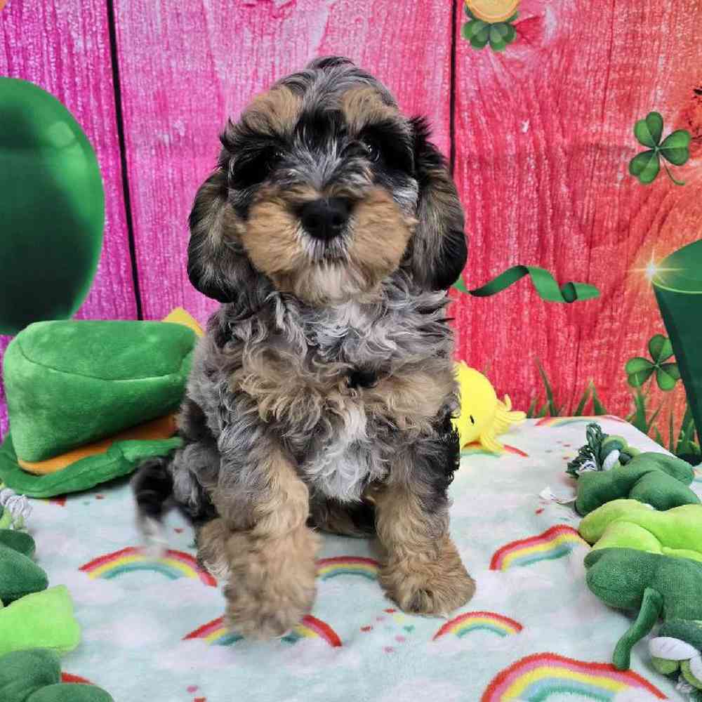 Male Mini Bernadoodle Puppy for Sale in Virginia Beach, VA