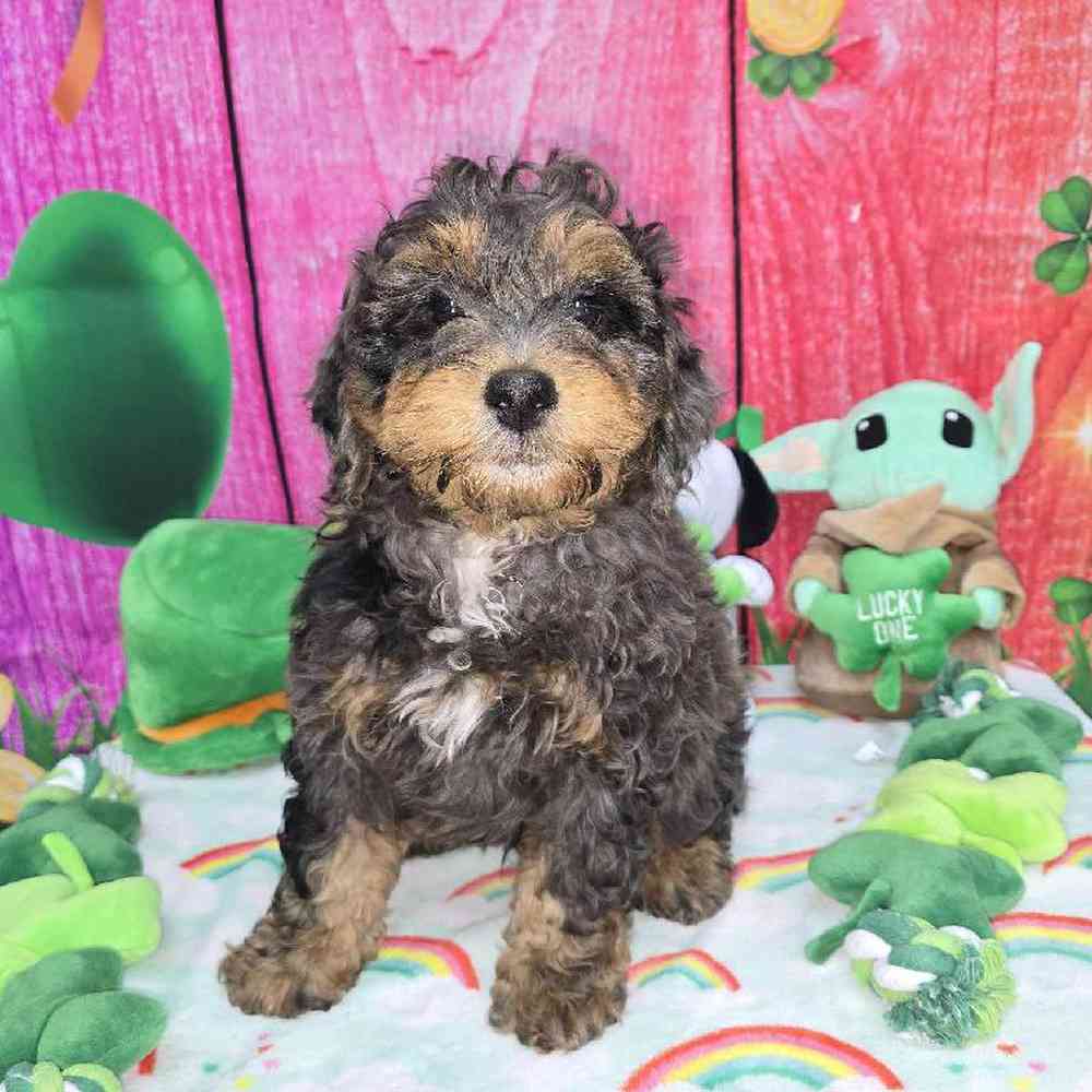 Male Mini Bernadoodle Puppy for Sale in Virginia Beach, VA