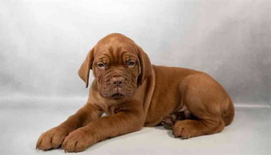 Dogue De Bordeaux