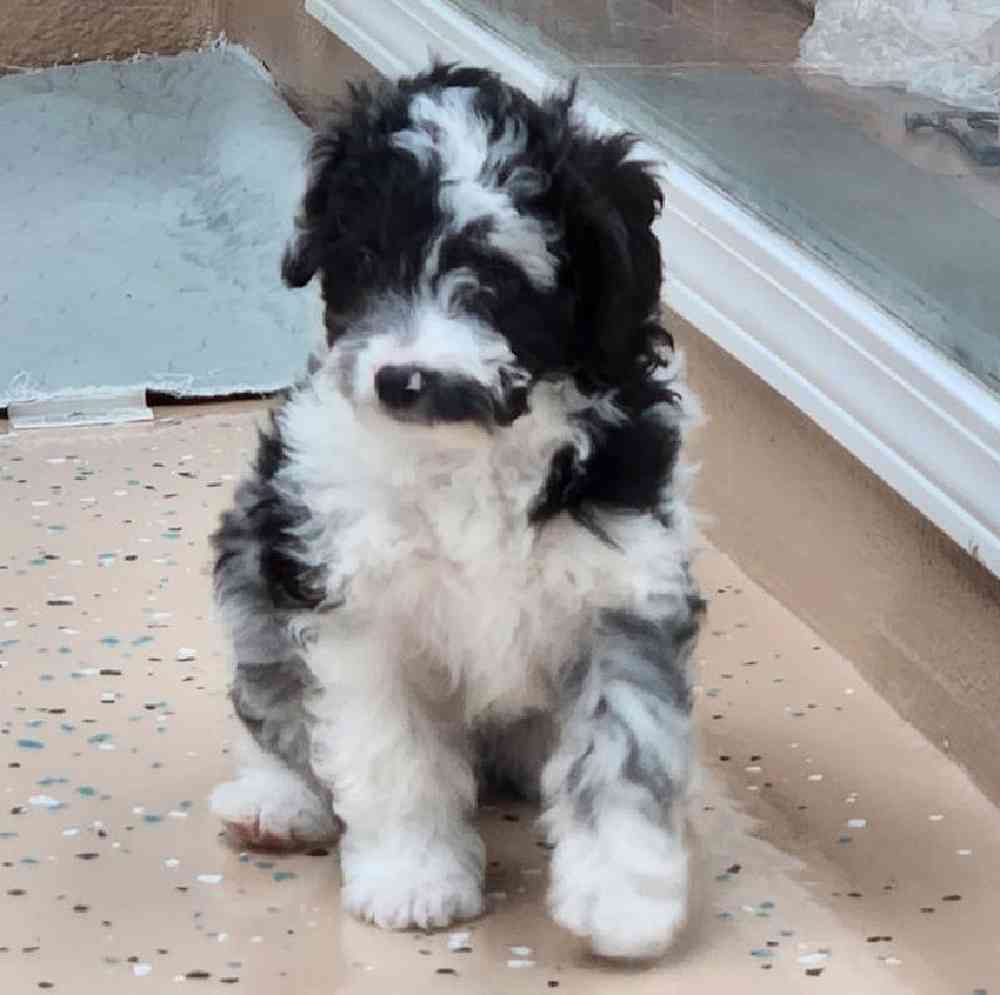 Male Mini Aussiedoodle Puppy for Sale in Virginia Beach, VA