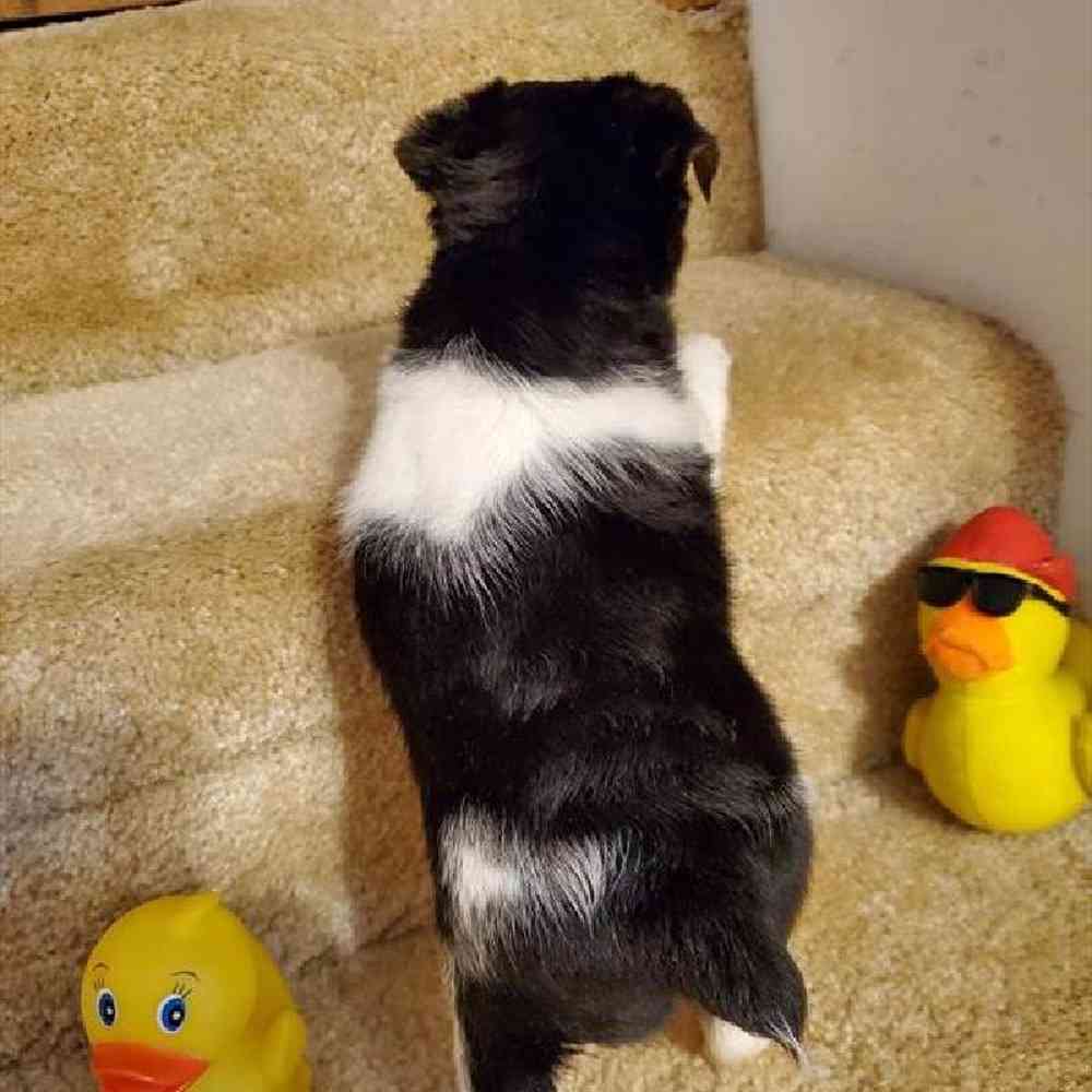 Male Rat Terrier Puppy for sale