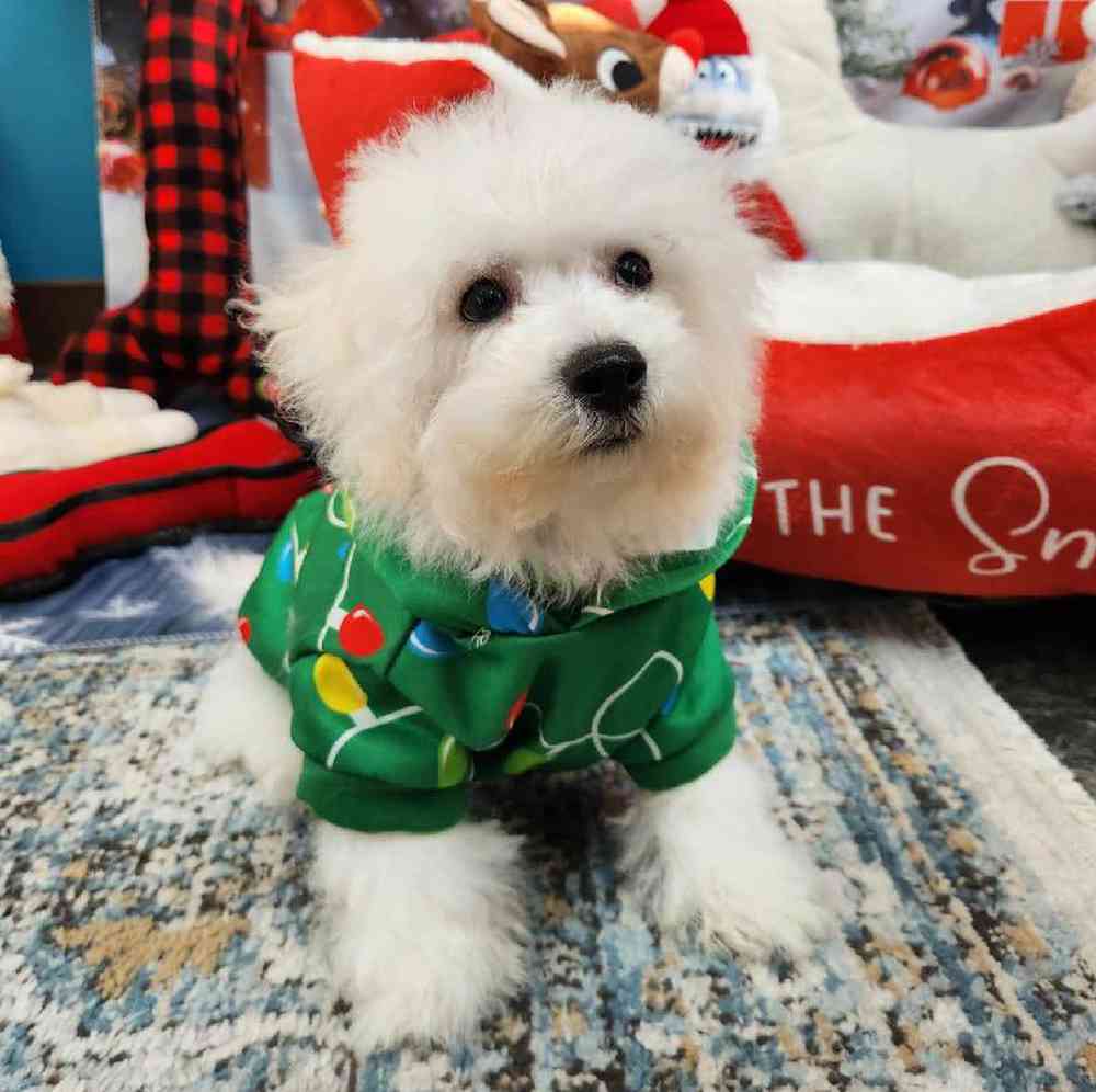 Male Bichon Puppy for Sale in Virginia Beach, VA