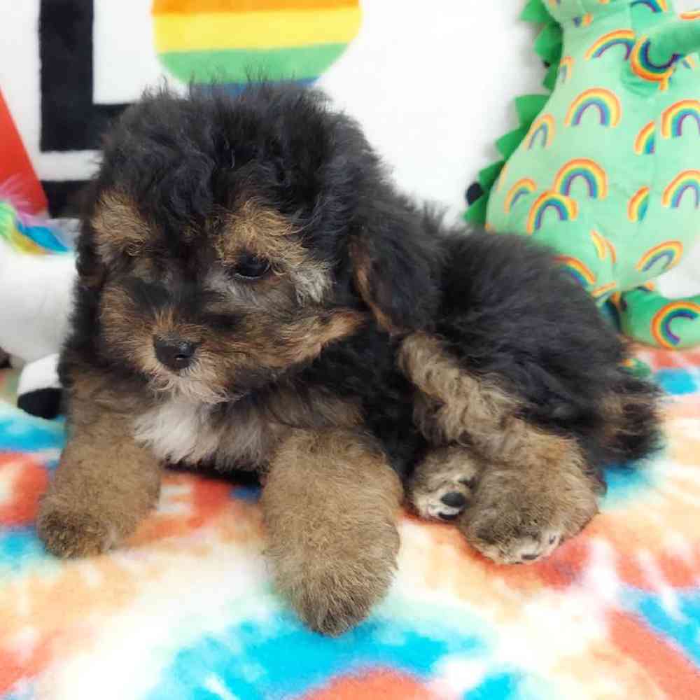 Female Morkiepoo Puppy for sale