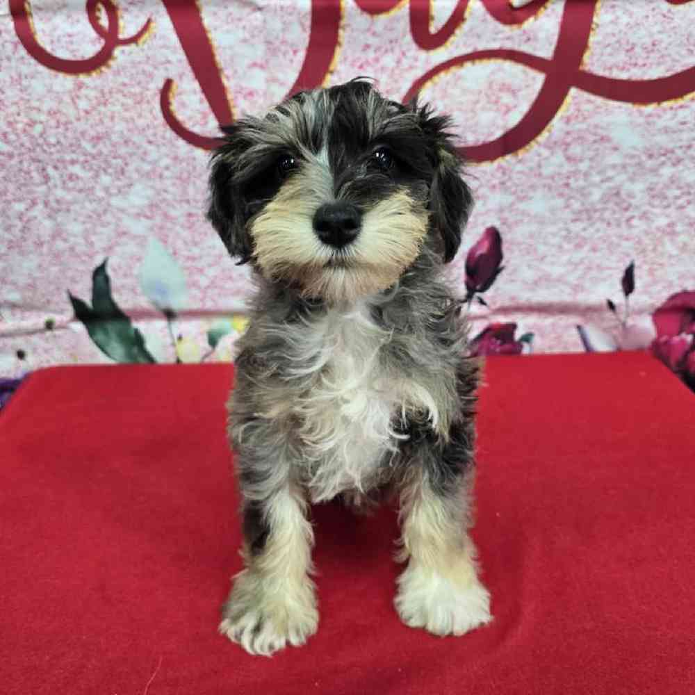 Male Mini Schnauzer Puppy for Sale in Virginia Beach, VA