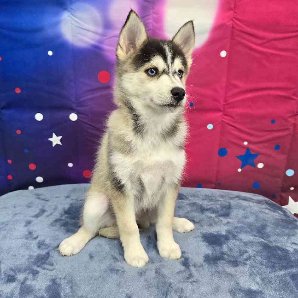 Female Pomsky Puppy for Sale in Virginia Beach, VA