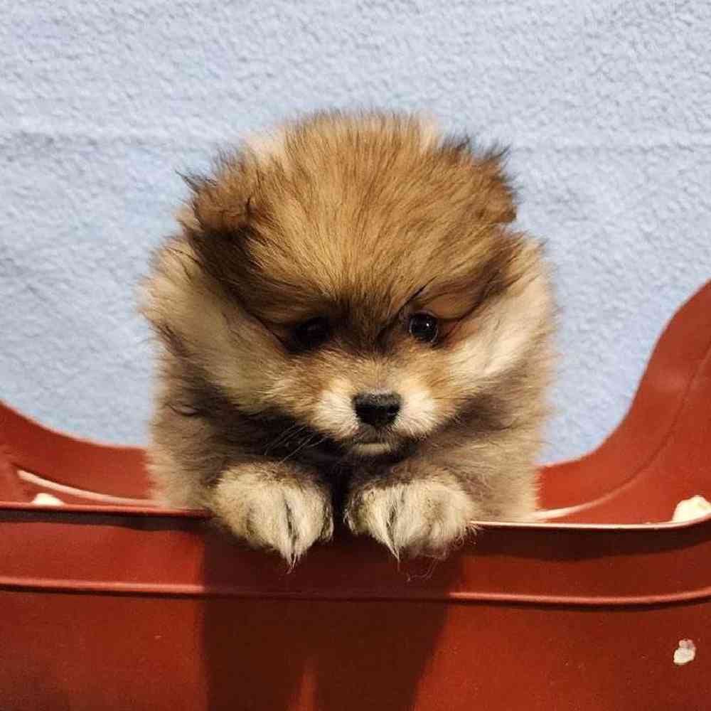 Male Pomeranian Puppy for Sale in Virginia Beach, VA