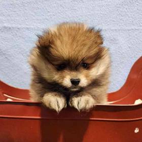Pomeranian