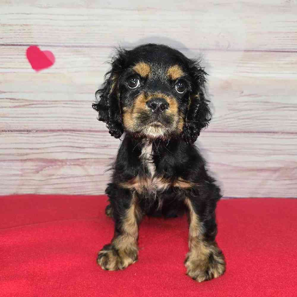 Male Cocker Spaniel Puppy for Sale in Virginia Beach, VA