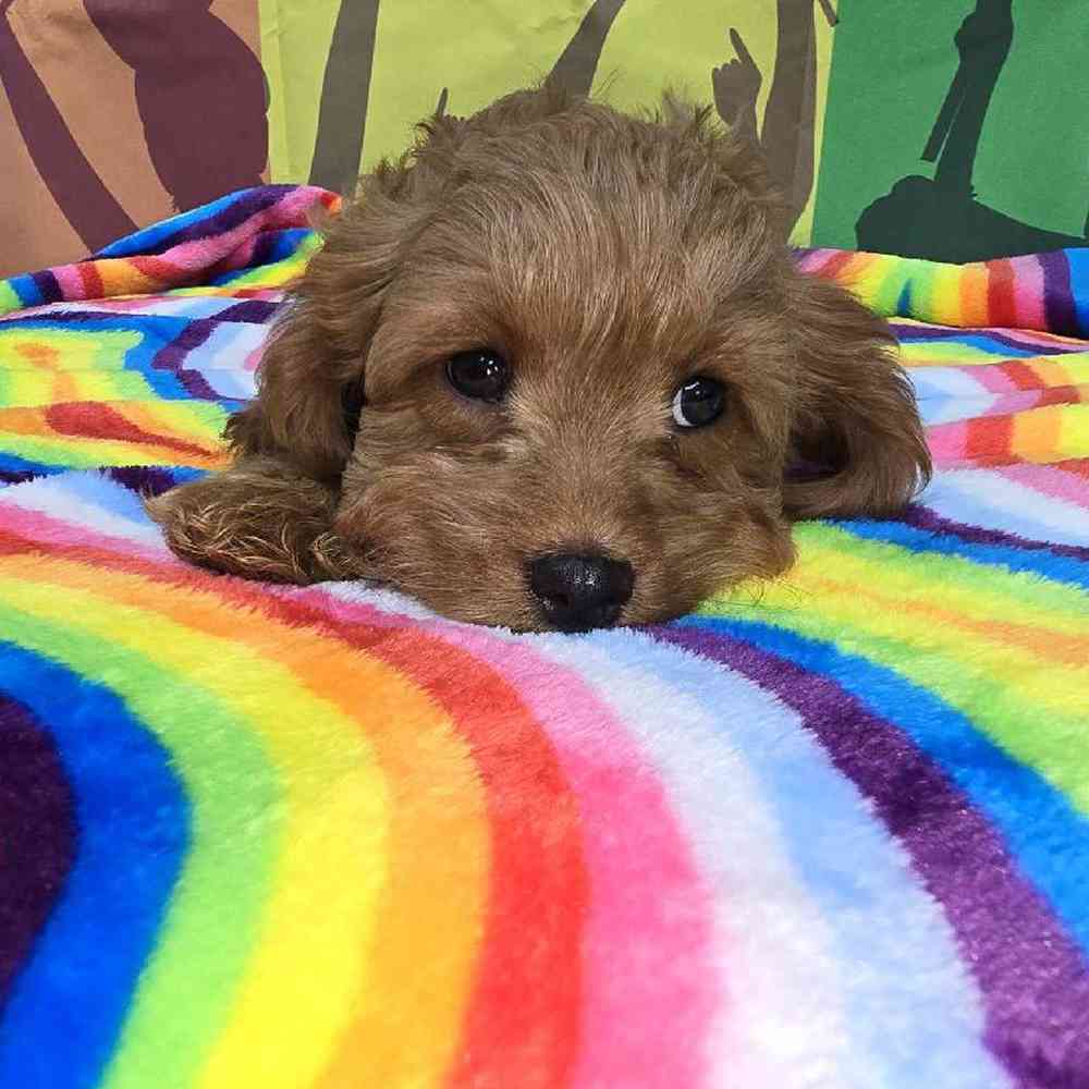 Male Cavapoo Puppy for Sale in Virginia Beach, VA
