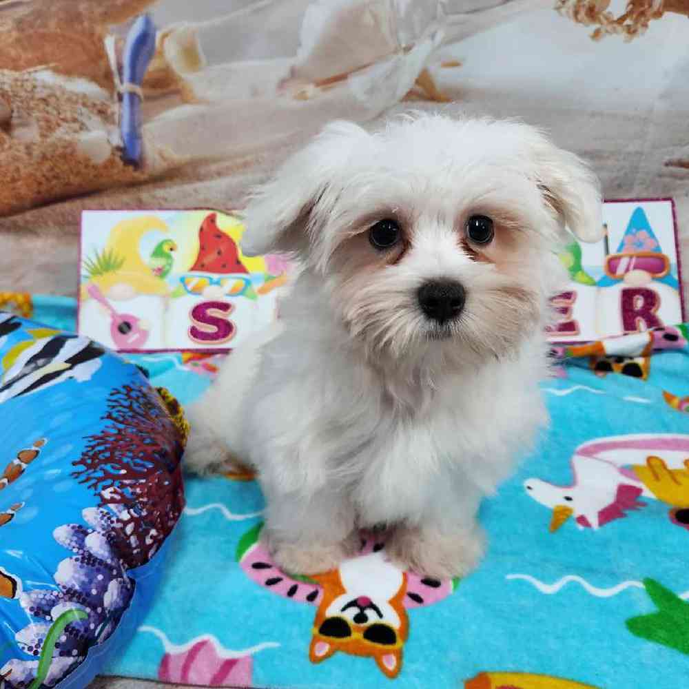 Male Maltese Puppy for Sale in Virginia Beach, VA