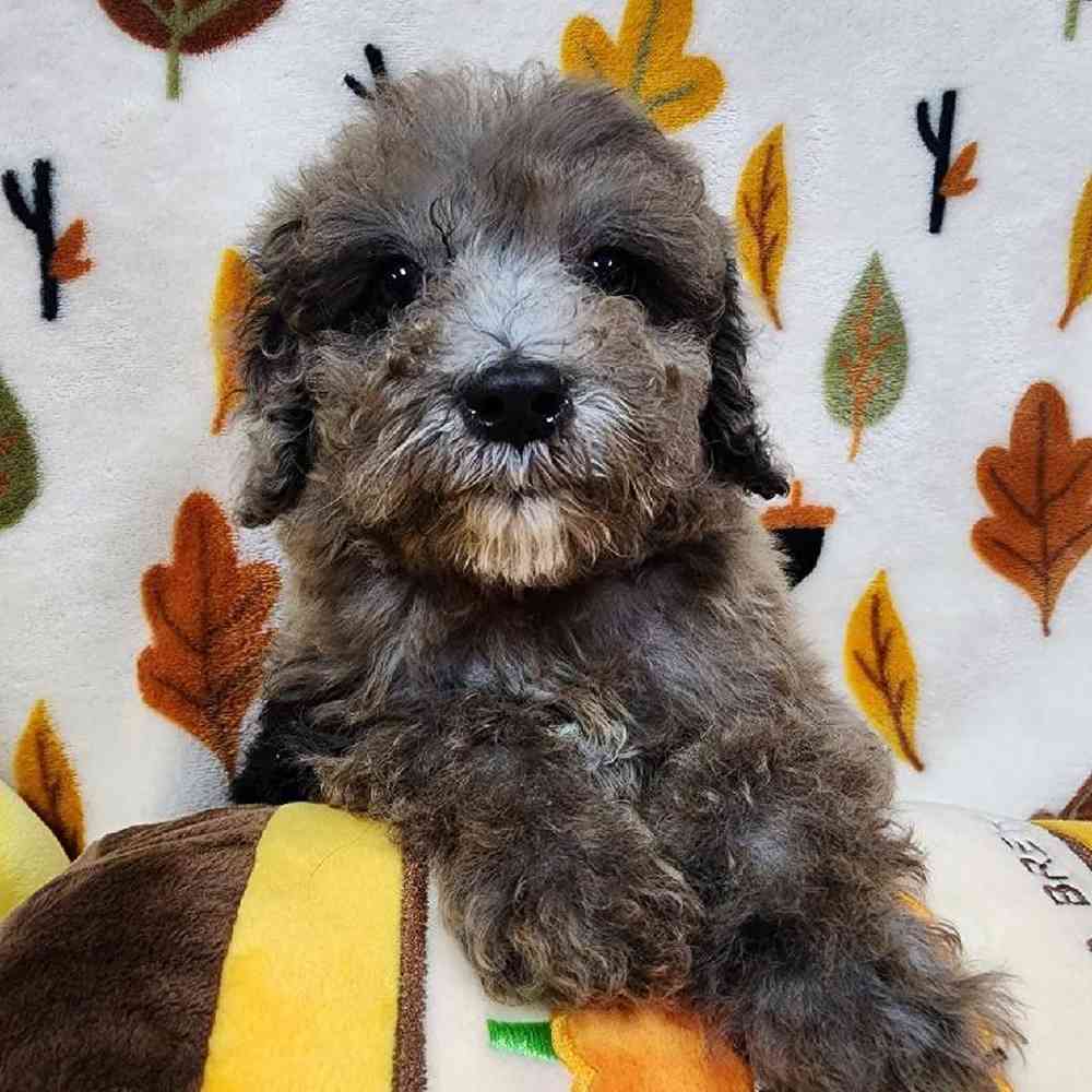 Male Mini Poodle Puppy for sale