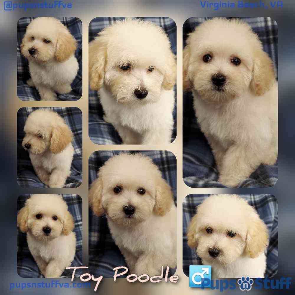 Male Poodle Toy Puppy for sale