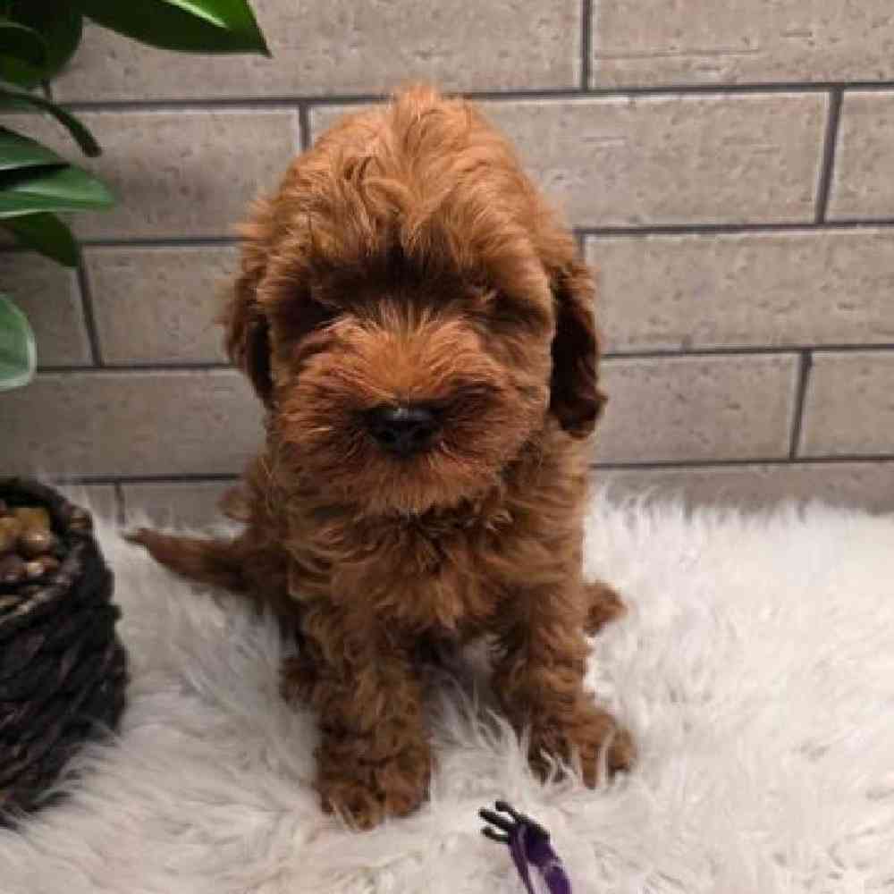 Image of a pet breed in the gallery