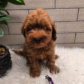 Cavapoo
