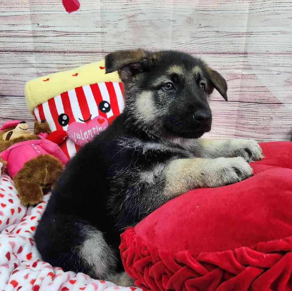 Male German Shepherd Puppy for Sale in Virginia Beach, VA