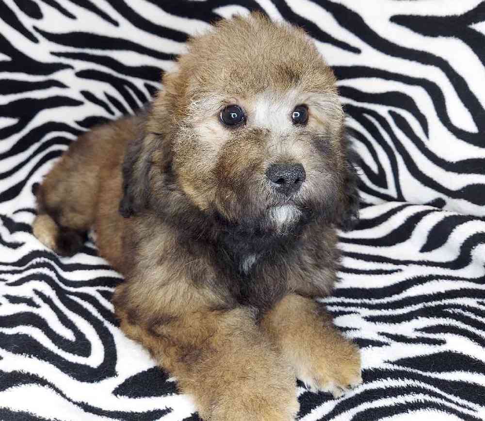 Female Mini Goldendoodle Puppy for sale