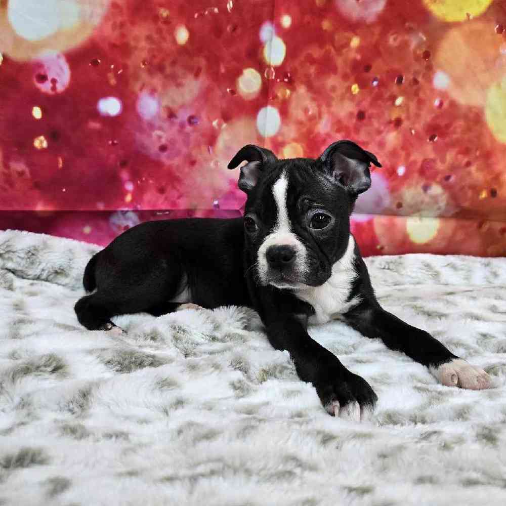 Male Boston Terrier Puppy for Sale in Virginia Beach, VA