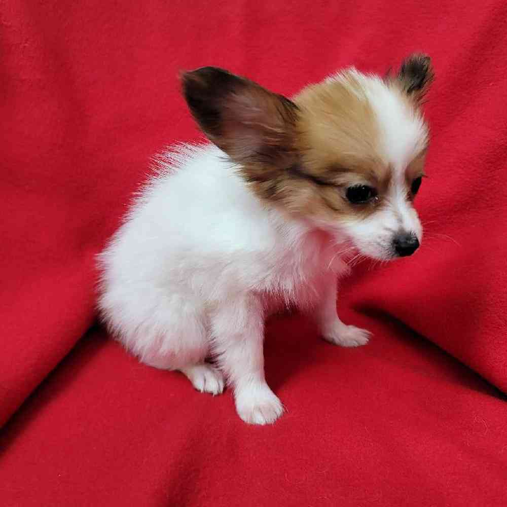 Male Papillon Puppy for Sale in Virginia Beach, VA