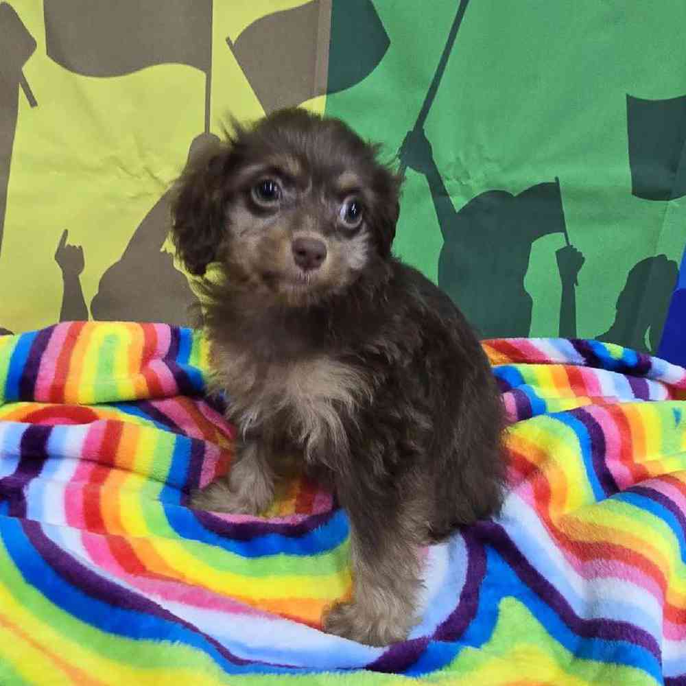 Female Cockapoo Puppy for Sale in Virginia Beach, VA
