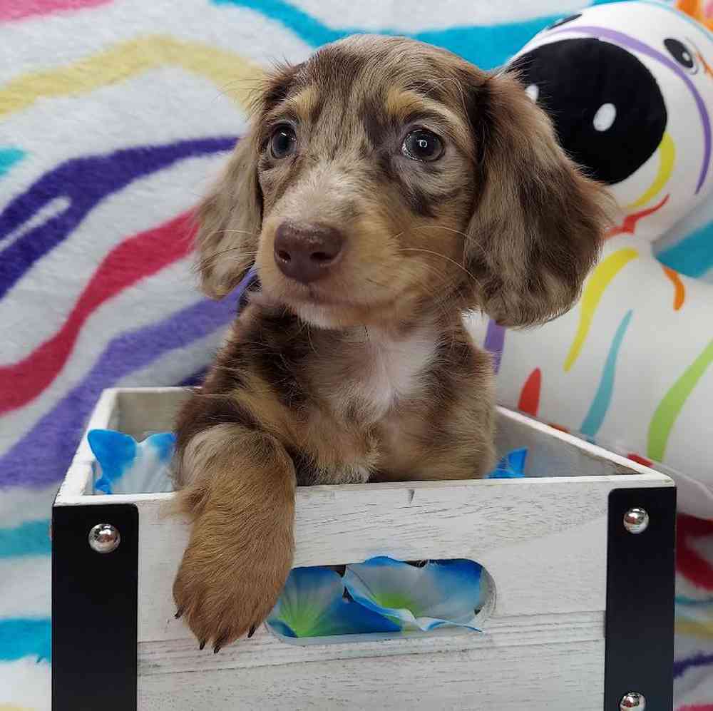 Male Dachshund Puppy for sale