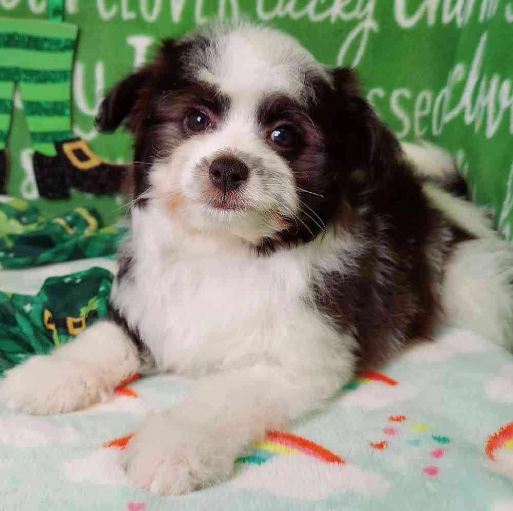 Male Papipoo Puppy for sale
