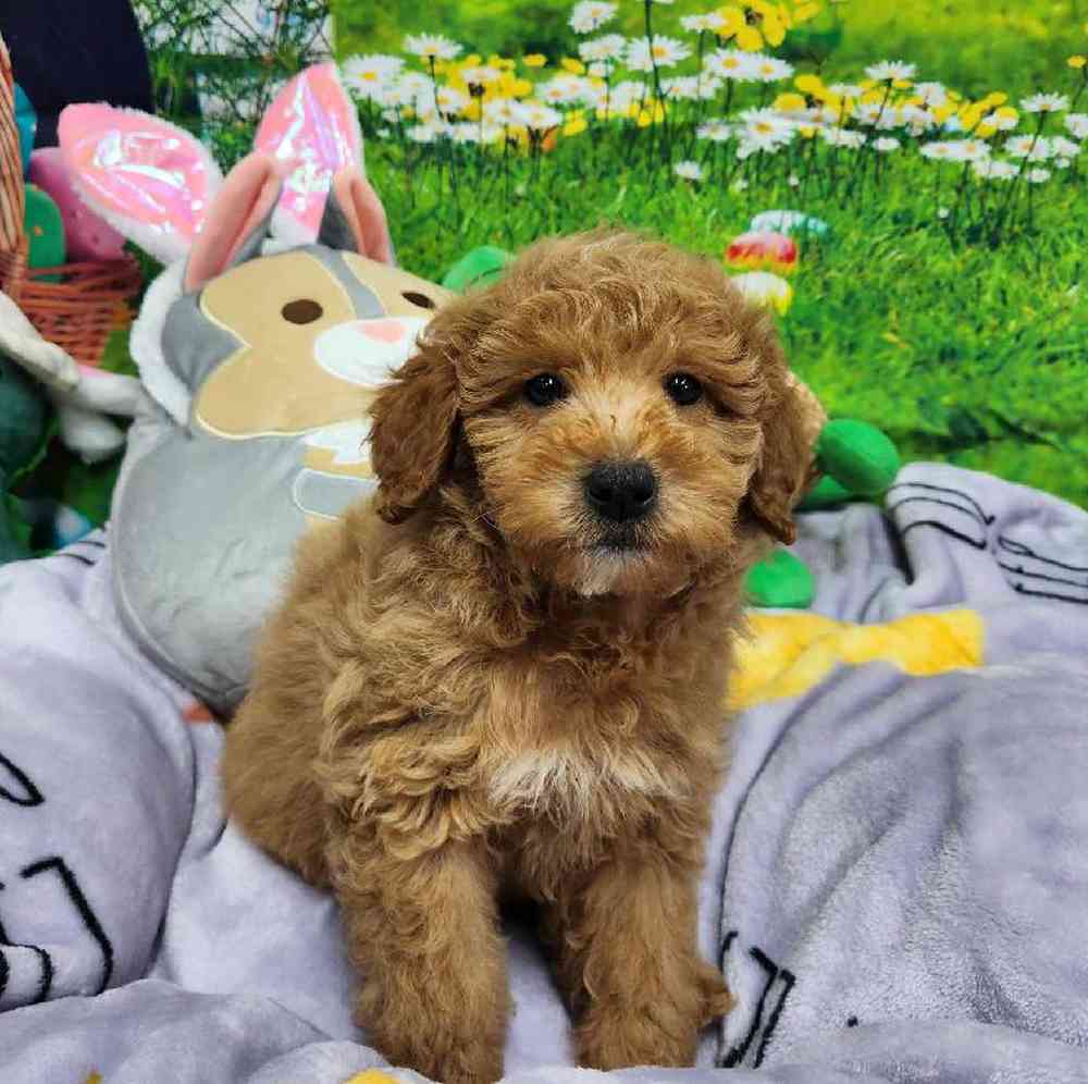 Male Mini Woodle Puppy for Sale in Virginia Beach, VA